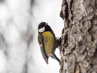A tit is looking for food on a tree trunk. © Dmitrii Potashkin