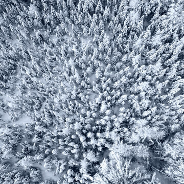 Aerial view of a dense forest covered in fresh white snow during winter in Minocqua, Wisconsin, United States.