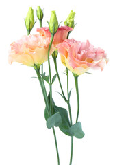 Obraz premium Beautiful colorful eustoma flowers isolated on white