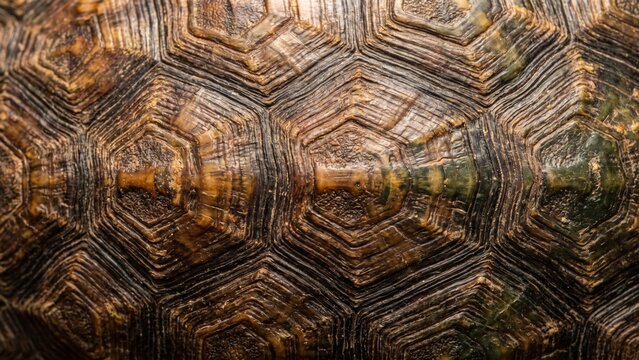 Detailed Natural Geometry in a Sea Turtle Shell