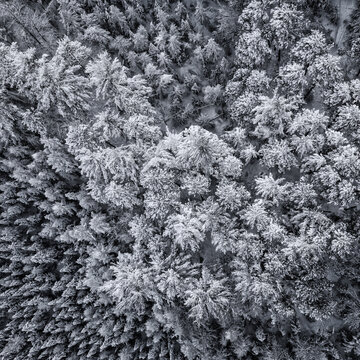 Aerial view of a dense forest covered in fresh white snow during winter in Minocqua, Wisconsin, United States.
