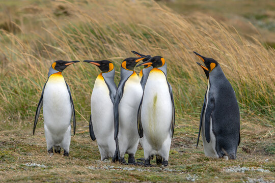 King Penguins (Aptenodytes patagonicus) Standing on Coastal Grassland Tierra del Fuego, Patagonia, Chili.