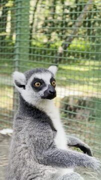 Curious ring-tailed lemur turning head looking around in zoo enclosure with green foliage background