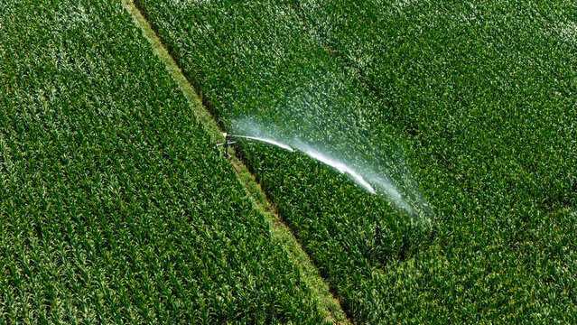 Aerial view of a lush green cornfield being irrigated by a sprinkler system in the agricultural landscape of Tulcea, Tulcea, Romania.