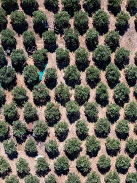 Aerial view of an olive grove with rows of trees planted in dry soil in Elvas, Portalegre District, Portugal.