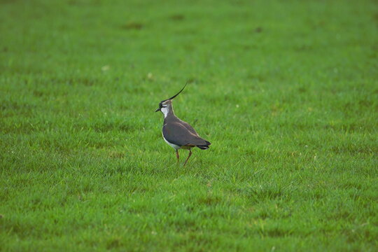 Northern lapwing also known as a Peewit in a green meadow near Wigtown, Dumfries and Galloway, Scotland, UK