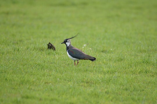 Northern lapwing also known as a Peewit in a green meadow near Wigtown, Dumfries and Galloway, Scotland, UK