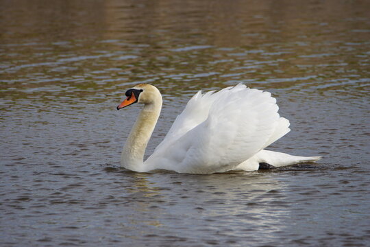 Mute Swan (Cygnus olor) Swimming on the River Bladnoch at Wigtown, , Dumfries and Galloway, Scotland, UK