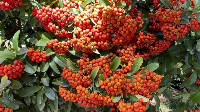 Vibrant clusters of orange and red pyracantha berries covering leafy branches in autumn, creating a rich natural background with abundant colorful fruit and lush green foliage