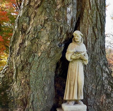 Statue de Saint-Fran&ccedil;ois d'Assise devant un tronc d'arbre creux