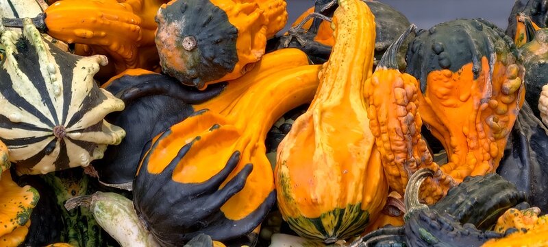 Colorful ornamental autumn gourds at a local farm market. Close-up of textured, bumpy, and striped winter squash harvested in fall. Thanksgiving tablescapes, festive Halloween decorations