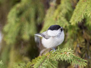Cute bird the willow tit, song bird sitting on the fir branch © Dmitrii Potashkin