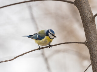 Cute bird, Eurasian blue tit, songbird sitting on a branch without leaves in the autumn or winter © Dmitrii Potashkin