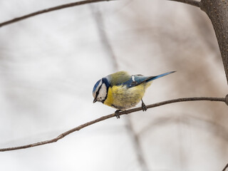 Cute bird, Eurasian blue tit, songbird sitting on a branch without leaves in the autumn or winter © Dmitrii Potashkin