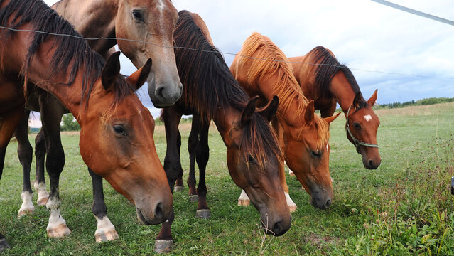 Five horses grazing together in open pasture beneath cloudy sky within traditional rural landscape