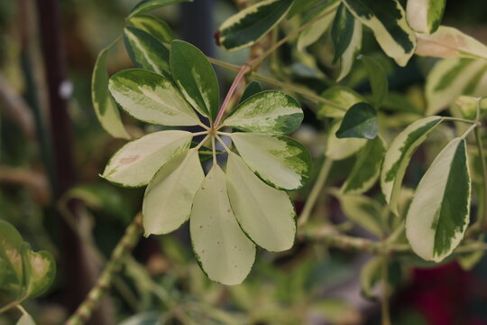 Beautiful leaves of a houseplant