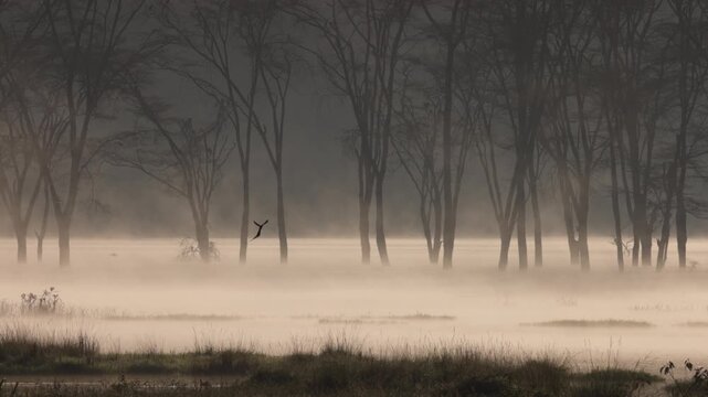Video footage of a misty morning landscape with birds flying over Lake Nakuru in Lake Nakuru National Park, Kenya.