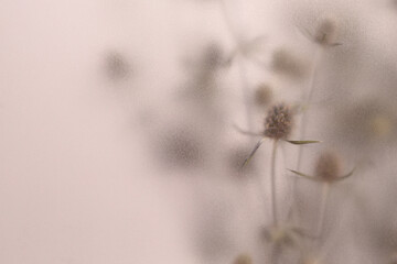 Obraz premium Smoke selected soft focus beige thorn Dry Flower through translucent matte frosted glass. Abstract natural blurred grain light fog background.