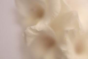 Obraz premium Smoke selected soft focus cream beige white Gladiolus Flower through translucent matte frosted glass. Abstract natural blurred grain light fog background.