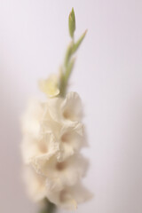 Obraz premium Smoke selected soft focus cream beige white Gladiolus Flower twig branch through translucent matte frosted glass. Abstract natural blurred grain light fog background.