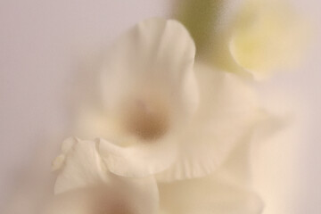 Obraz premium Smoke selected soft focus cream beige white Gladiolus Flower through translucent matte frosted glass. Abstract natural blurred grain light fog background.