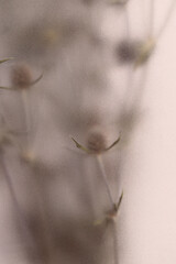 Obraz premium Smoke selected soft focus beige thorn Dry Flower through translucent matte frosted glass. Abstract natural blurred grain light fog background.