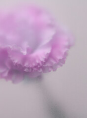 Obraz premium Smoke selected soft focus cream beige white Eustoma. Lisianthus Flower bud Petals through translucent matte frosted glass. Abstract natural blurred grain light fog background.