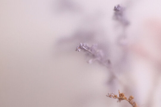 Smoke selected soft focus cream Dry Flower through translucent matte frosted glass. Abstract natural blurred grain beige light fog background.