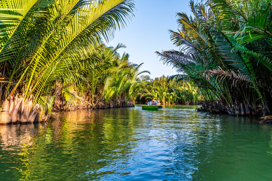 A view of basket boats paddling past Nipa palms on a tidal river on the waterways of the Bay Mau Coconut Forest in Cam Thanh village near Hoi An, Vietnam on a bright sunny day