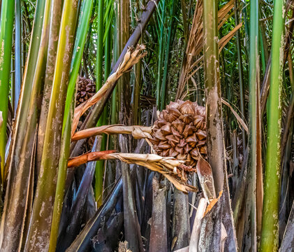 A view from a basket boat towards Nipa palms on a tidal river on the waterways of the Bay Mau Coconut Forest in Cam Thanh village near Hoi An, Vietnam on a bright sunny day