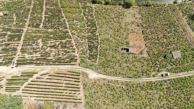 Aerial view of vineyards in the Ribeira Sacra region with rows of vines, stone structures, and a dirt road winding through the landscape Lugo, Lugo, Spain.