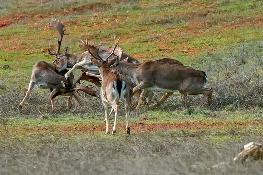 Gamos macho en el parque natural de Cazorla, Segura y Las Villas