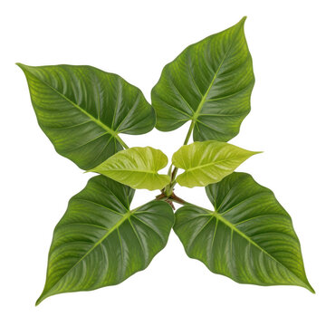 Fresh Green Tropical Philodendron Leaves Arranged in a Circular Pattern