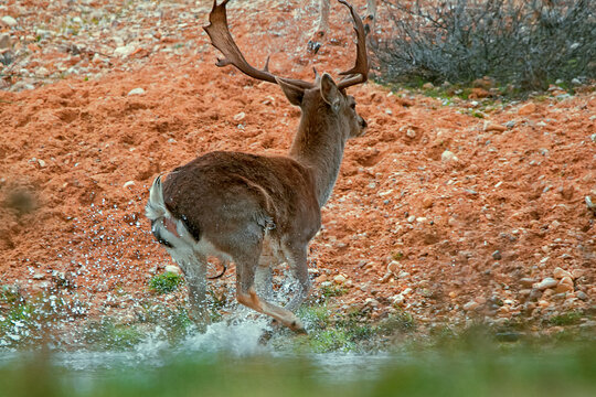 Gamos macho en el parque natural de Cazorla, Segura y Las Villas