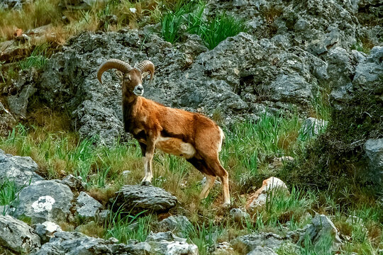 Esp&eacute;cimen de Mufl&oacute;n, en el parque natural de Cazorla, Segura y Las Villas.