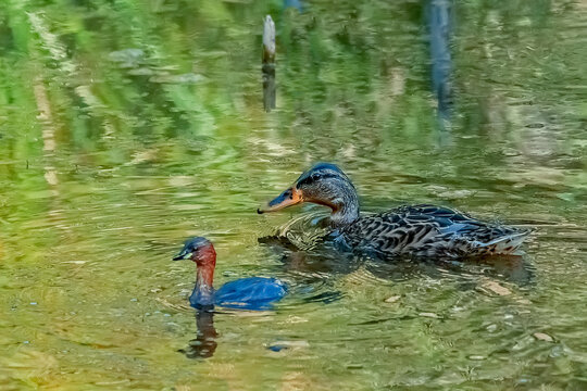 Aves acu&aacute;ticas en el r&iacute;o Guadalquivir, en el parque natural de Cazorla, Segura y Las Villas.