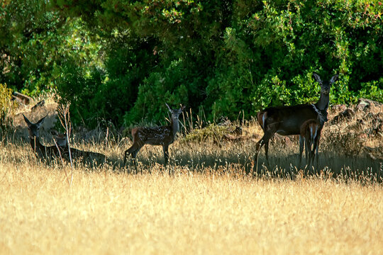 Ciervo en &eacute;poca de berrea, en el parque natural de Cazorla, Segura y Las Villas.