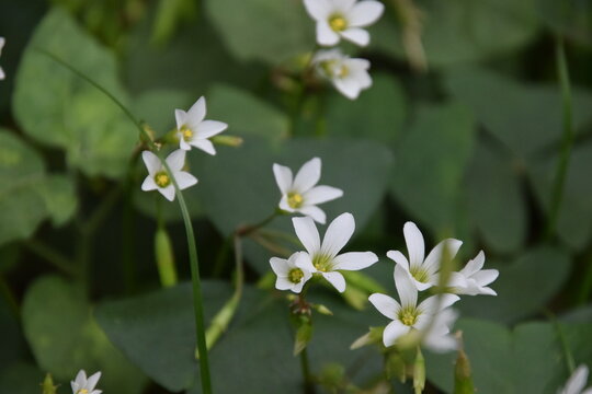 white oxalis flowers close up with green background