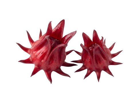 Two fresh red hibiscus calyces isolated on transparent background
