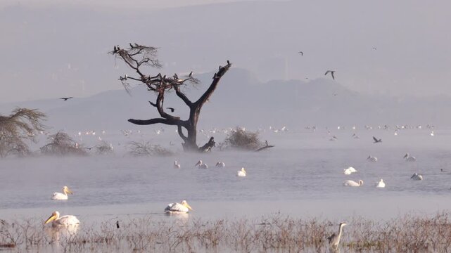 Video footage of a misty morning landscape with birds flying over Lake Nakuru in Lake Nakuru National Park, Kenya.