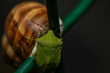 Top-down macro stock photo of a green stink bug near a snail shell © Михаил Шорохов