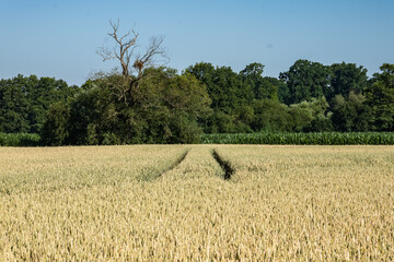 Panoramiczny krajobraz pola uprawnego w okresie wzrostów pory letniej w zachodniej Polsce © mbugajsky