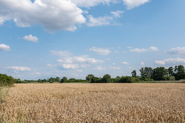 Pole uprawne w okresie wzrostów, jasna pogoda nieznacznie pochmurna, szeroki krajobraz © mbugajsky