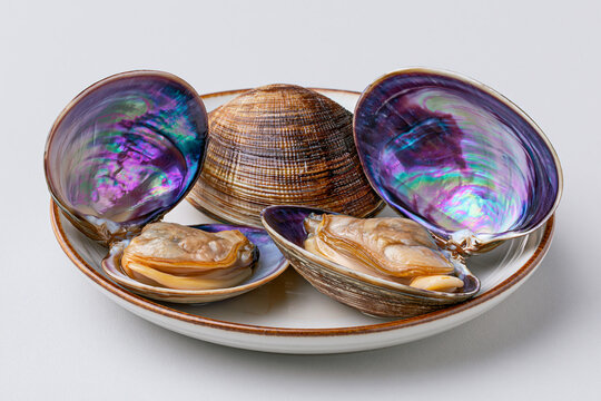Shellfish displayed on a white plate with colorful interiors