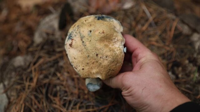 Close up of a mushroom picker's hand holding and examining a freshly picked wild bolete mushroom, which turns blue when bruised, against a natural background of forest floor pine needles