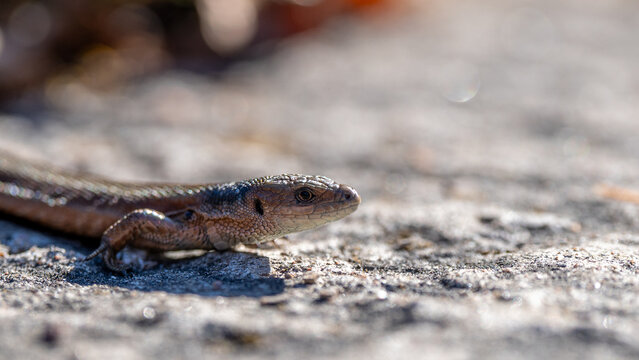 Close-up portrait of viviparous lizard (Zootoca vivipara) resting on rock, beautiful reptile wildlife photo with detailed scales, soft bokeh, and shallow depth of field