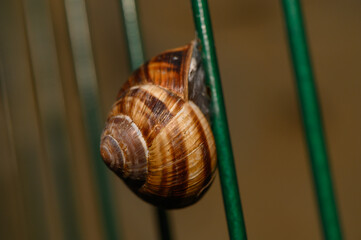 Macro stock photo of a Roman snail shell attached to green bars © Михаил Шорохов