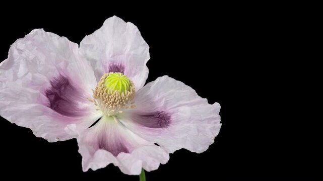 Time lapse of blooming opium poppy (Papaver somniferum) flower close-up, isolated on pure black background