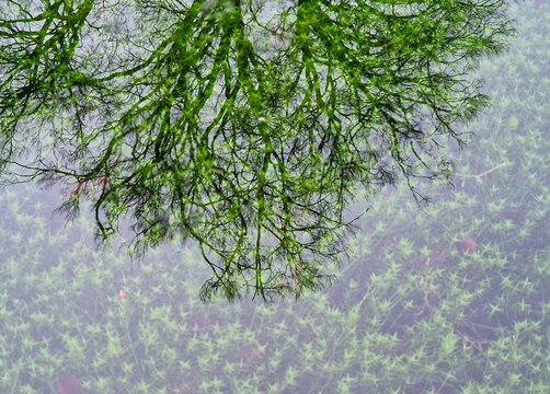 Ethereal water mirror reflection of sprawling green tree branches shimmering above submerged aquatic pond moss