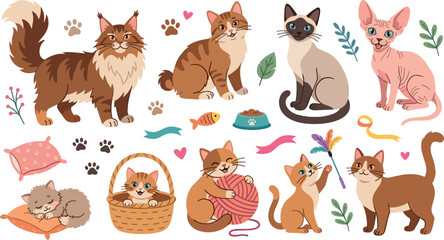 Fototapeta premium Cute cat breed vector characters set featuring fluffy maine coon siamese sphynx and tabby kittens playing